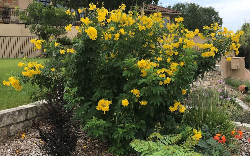 A large Gold Star Esperanza plant with yellow flowers