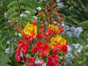 A Pride of Barbados, a red and yellow plant, that can survive water stress well.