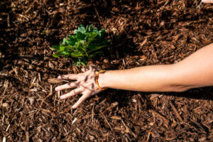 A hand pushes mulch around a small green plant in a garden.