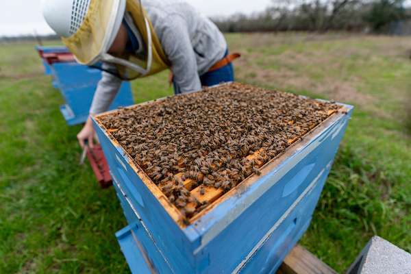 AgriLife Extension adds honey bee specialist in Overton