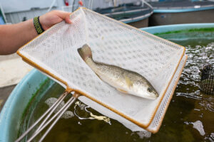 A hand holds a net containing a red drum fish.