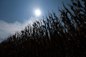 Tall grain crops are silhouetted against a blue sky and bright sun.