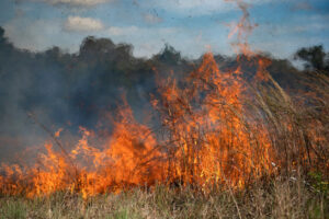 Flames from a prescribed fire rise above tall grass.