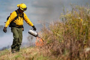 A man in protective clothing uses a drip torch to set a prescribed fire.