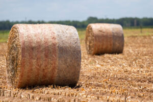 Two hay bales are in a field that has been harvested.