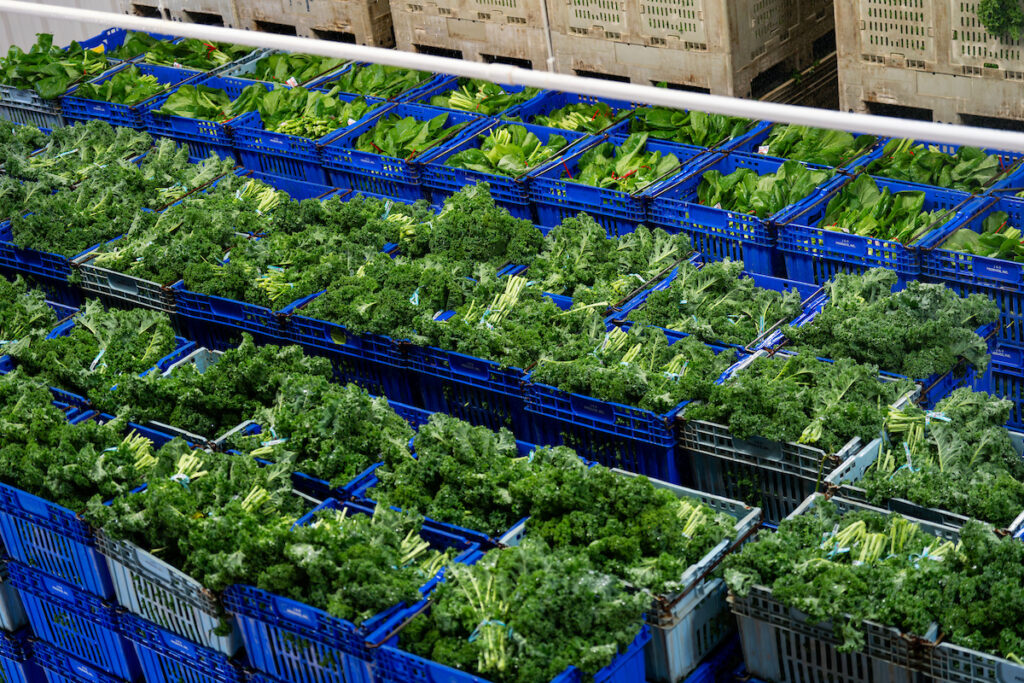 Rows of leafy green produce baskets