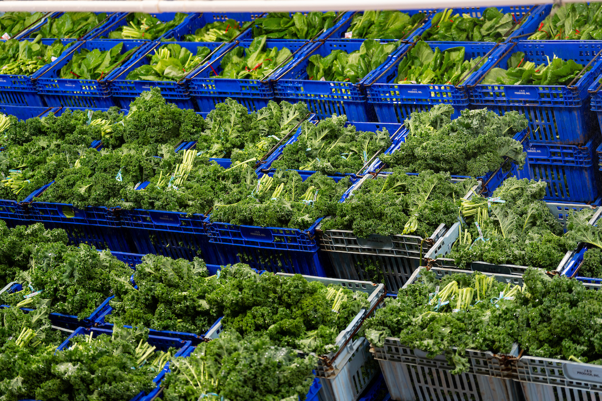 Large plastic bins full of kale. 