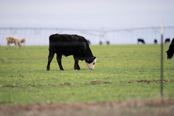 Cows graze in a wheat alongside wind turbines outside of Pampa.