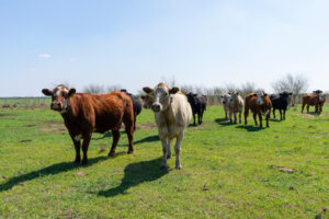 Cattle stand in a pasture with a blue sky in the background.