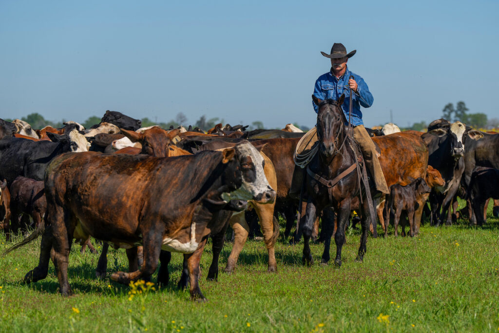 a man in a denim jacket rides on a horse among a herd of cattle