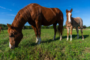 Two horses in a pasture. The horse on the left is eating while the other is standing.