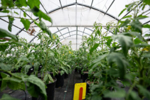 A greenhouse is filled with tomato plants.