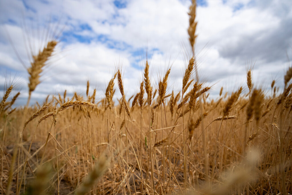 A wheat field with a cloudy sky in the background