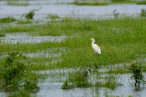 An egret stands in the middle of a field.