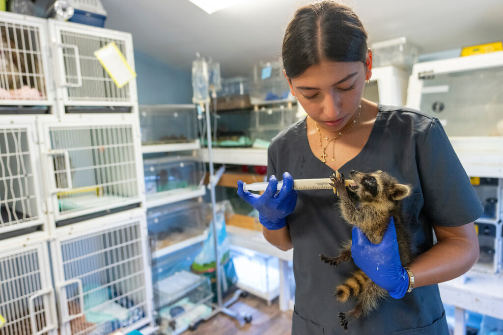 A woman wearing grey scrubs feeds a baby racoon using a syringe. 