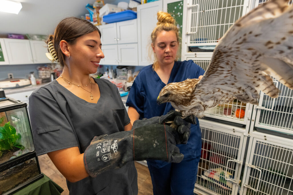 A woman in grey scrubs wearing large black gloves holds a large bird. 