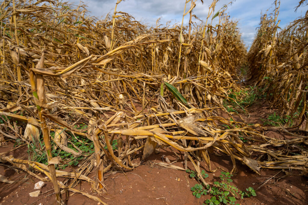 a field of drying corn that has been broken over by wind and is laying on the ground in places