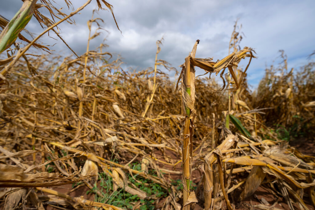 bent and broken corn stalks that were flattened by Hurricane Beryl