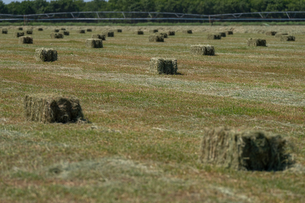 Stockpiled forage, winter pasture management workshop set for Aug. 23 in Overton