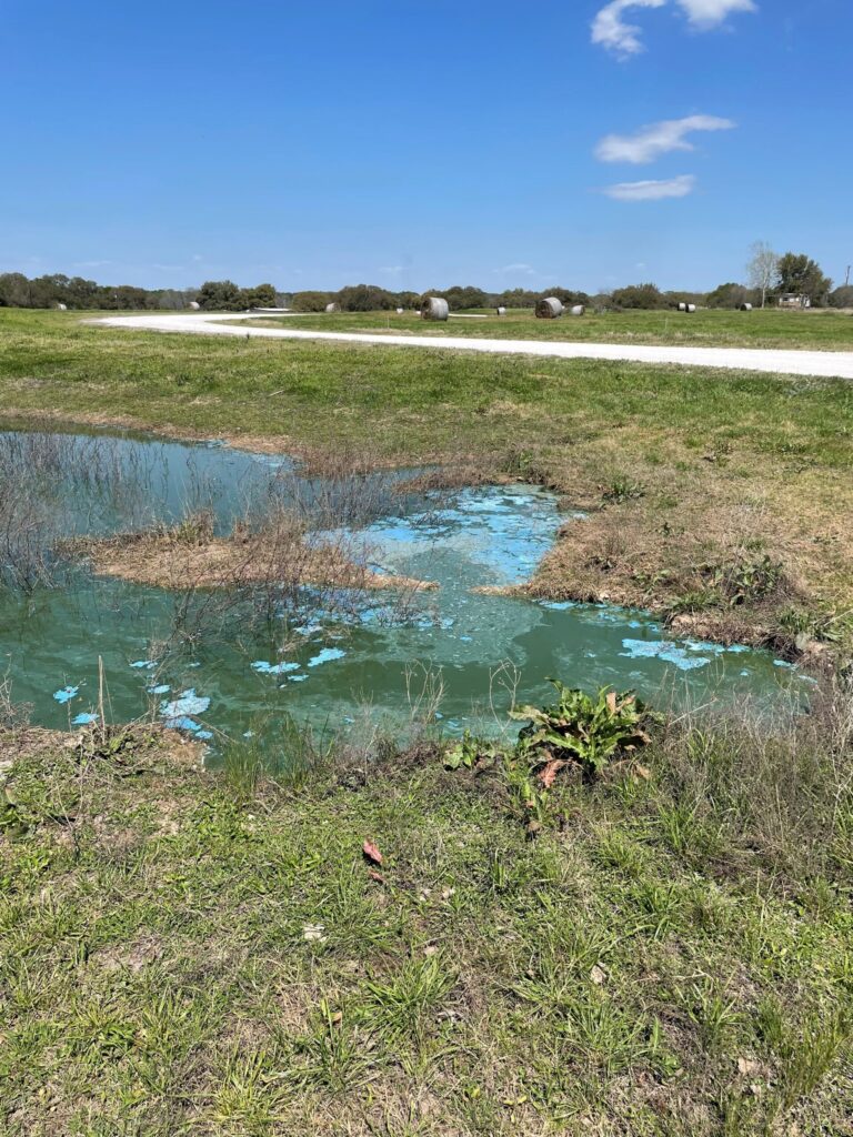 An image of a pond experiencing a cyanobacteria bloom. On top of the green water are mats of blue cyanobacteria. 