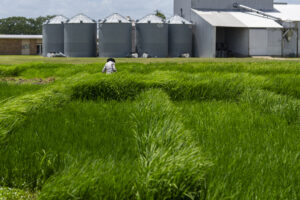 Green rice trail fields in Beaumont, Texas. A worker stands in the fields with several grain silos in the background.