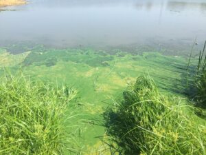 A pond covered with bright green cyanobacteria.