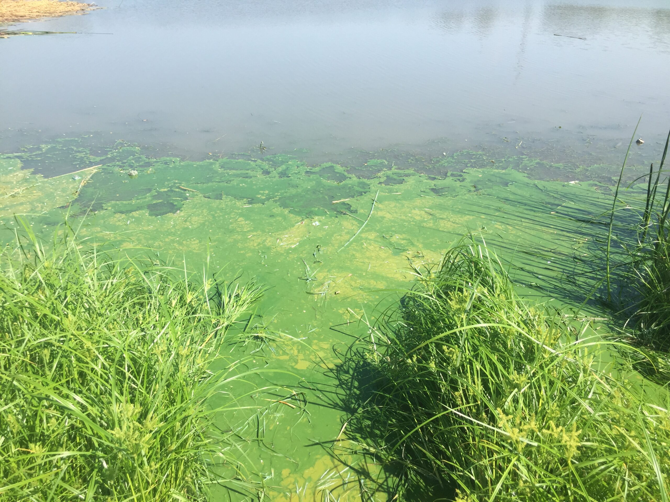 Cyanobacteria topic of July 23 webinar