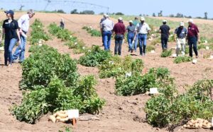 A group of people are viewing a potato field during a recent Texas potato field day.