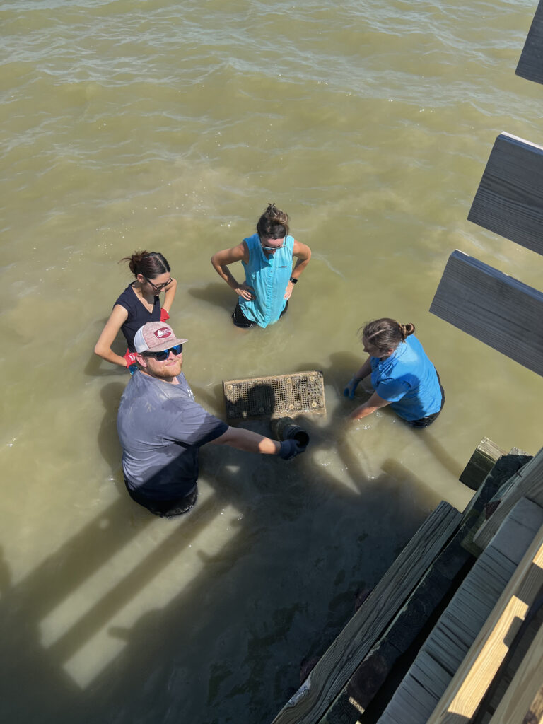 Three women and one man stand in the water with a cage of oysters. 