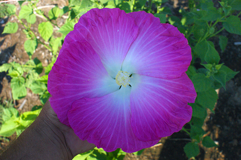 a large hot pink hibiscus flower with a white center