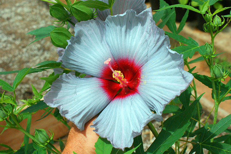 a large white hibiscus flower with a hot pink center