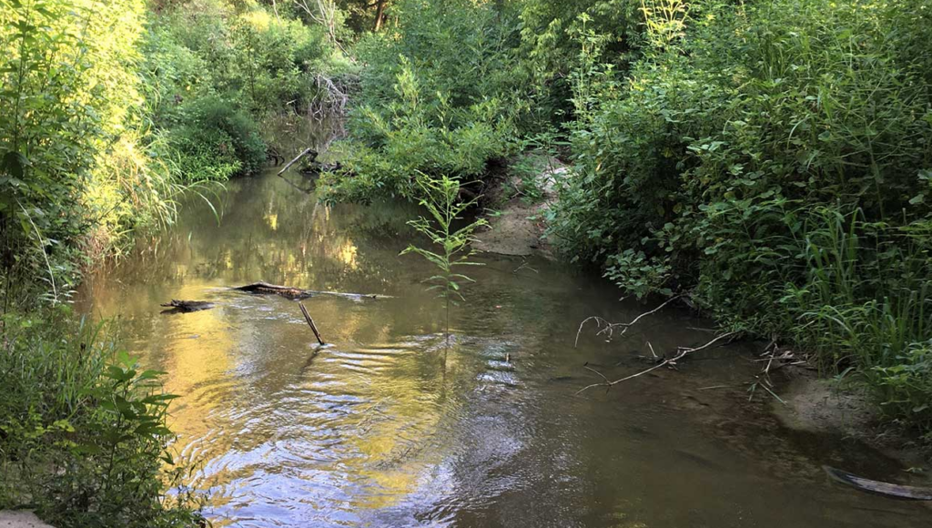 a small body of water, Thompsons Creek, with a watershed that includes trees lining its banks.