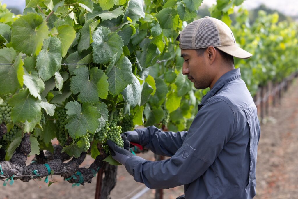 A man wearing his hat backwards and a grey, long sleeve button down shirt handles grapes on a vine. 