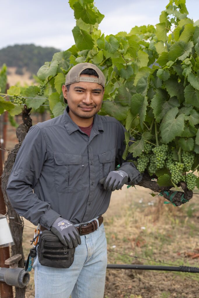 A man wearing his hat backwards and a grey, long sleeve button down shirt stands next to grapes on a vine. 