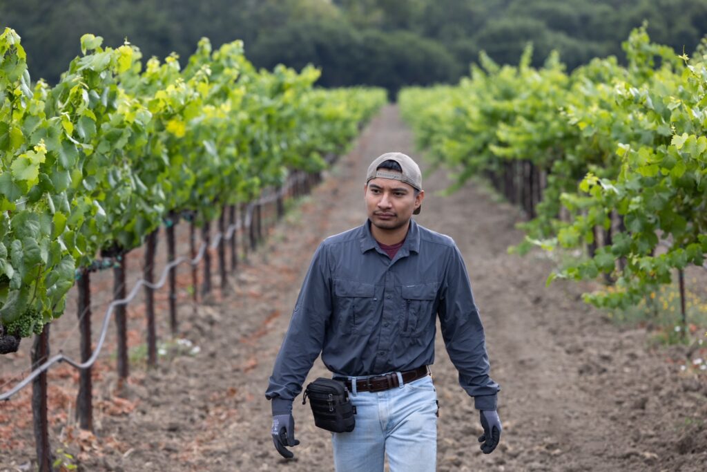 A man wearing his hat backwards and a grey, long sleeve button down shirt walks between rows of grape vines. 