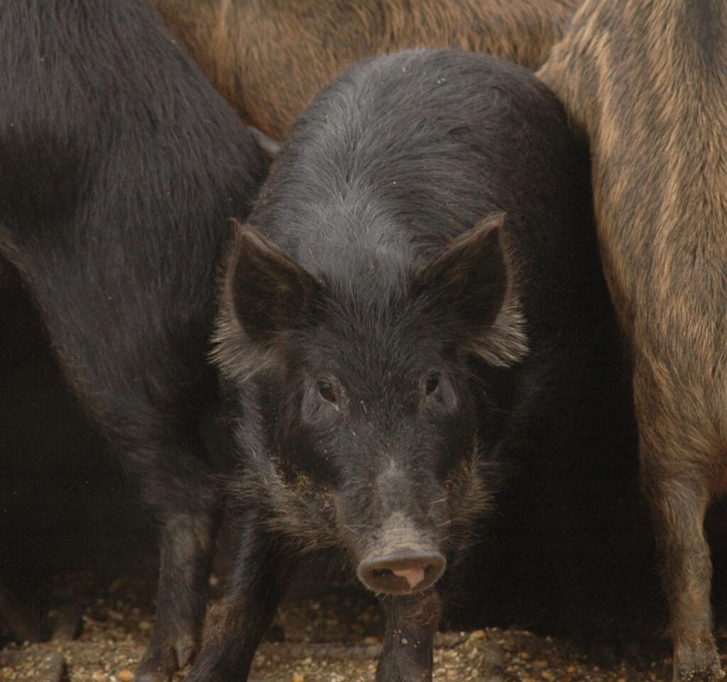 Feral hog in a trailer. 