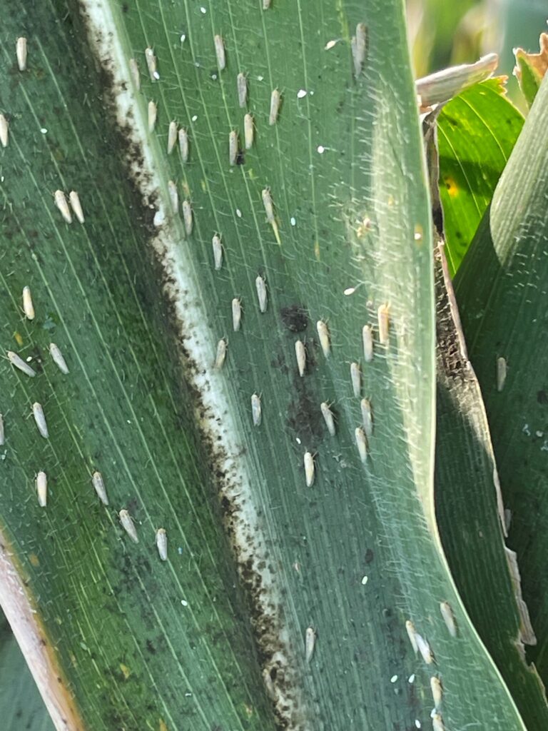 Close up of a stalk of corn with insect pressure from corn leafhopper insects on it. The pests are small and resemble grains of rice.