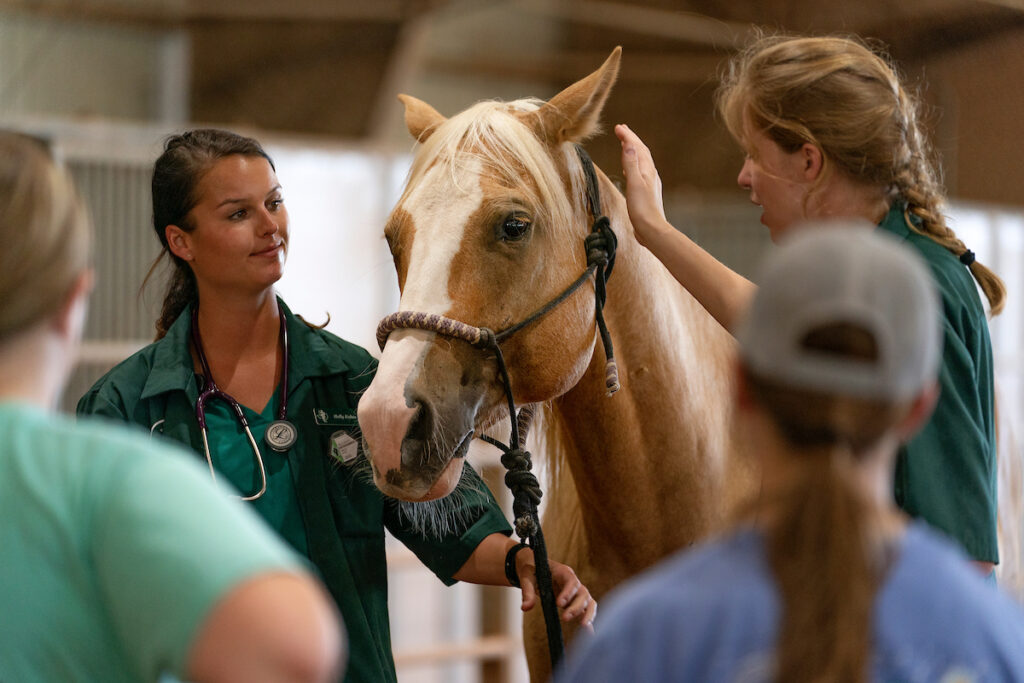 Two people in medical scrubs handle a horse while speaking to two students.