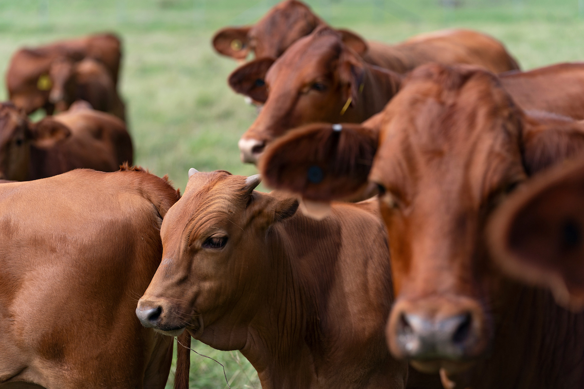 ‘Where’s the Beef?’ program expands outreach to direct beef sales industry