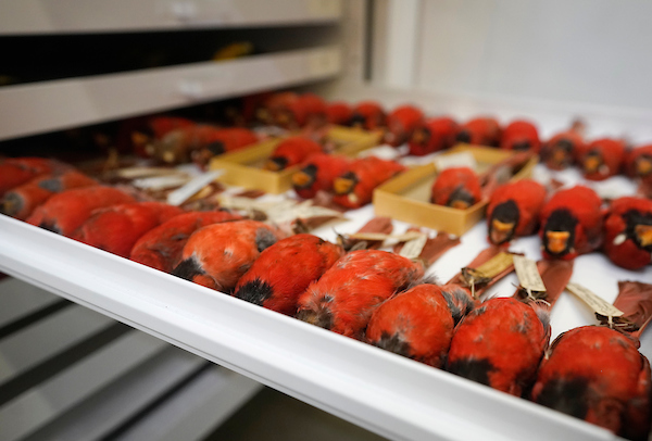 A drawer filled with collected cardinals. 