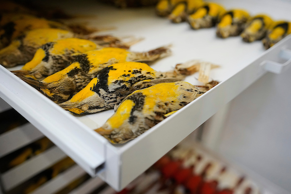 A tray of Eastern Meadowlarks.