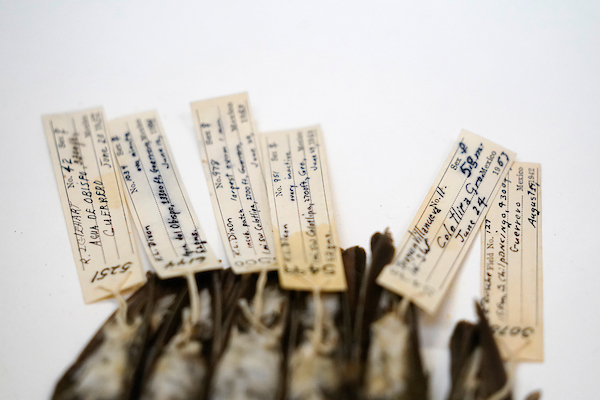 Tags attached to birds in the Collection of Birds.