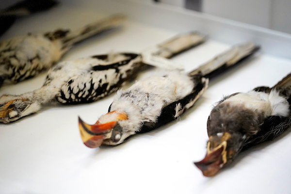 Tucan specimens in a drawer. 