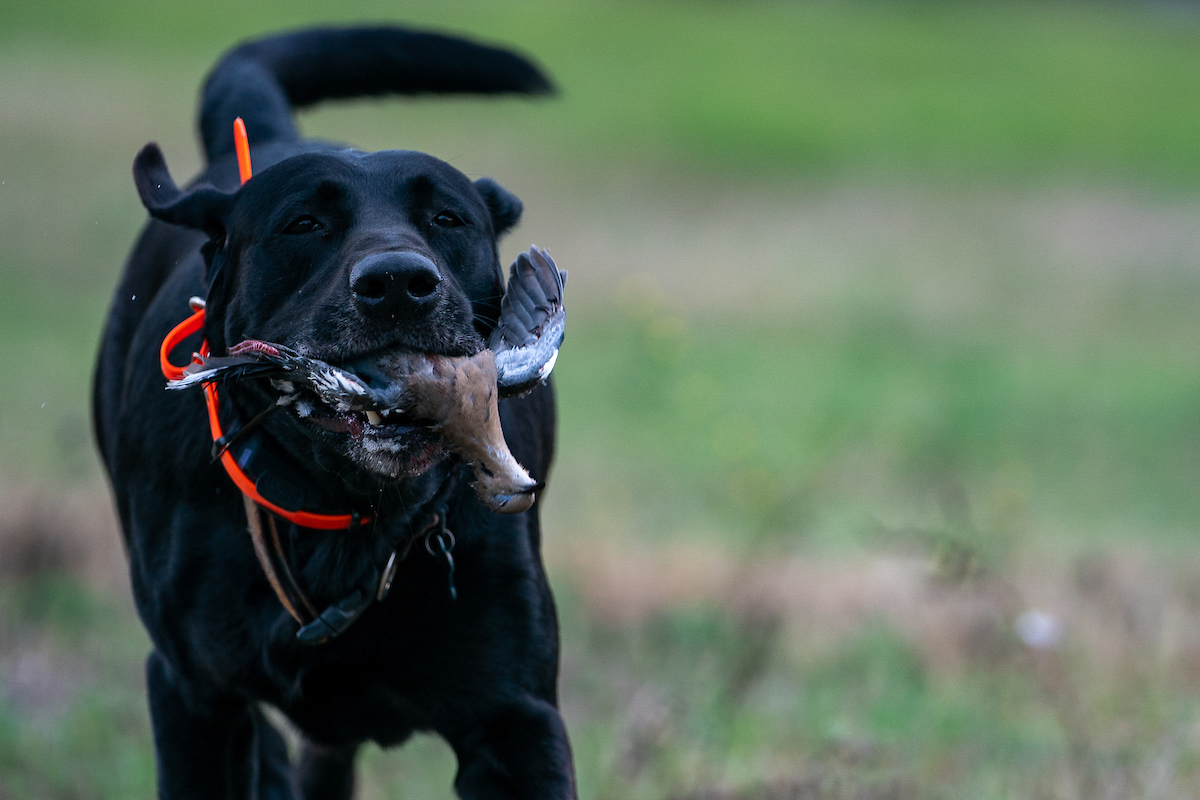 Texas hunting season outlook positive based on timely rains