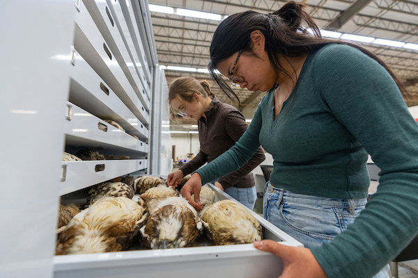 Students look through a drawer at the Collection of Birds. 