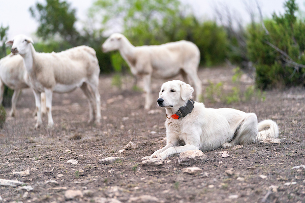 A white livestock guardian dog laying in a pasture in front of two white sheep.