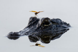 A dragonfly lights on the head of an American alligator.