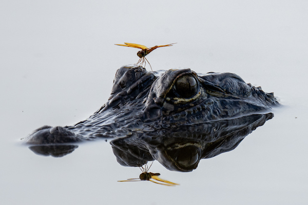 Quantifying potential impact of feral hog predation on coastal American alligator nests