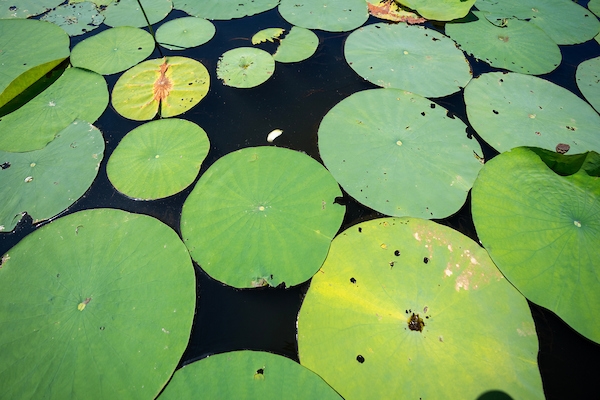 Controlling emergent vegetation in ponds topic of Sept. 17 webinar