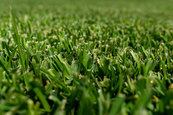 Central Texas Turf and Pest Management Workshop set for Sept. 10 in Hewitt